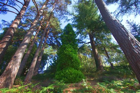 About Bedgebury, the National Pinetum .